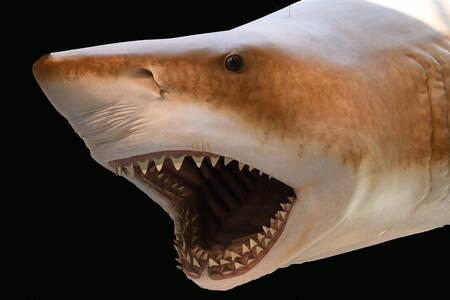 Opgezette grote witte haai