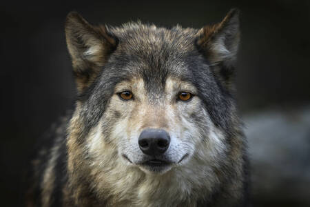 Canadese timberwolf