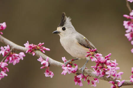Black-crested tit on a branch
