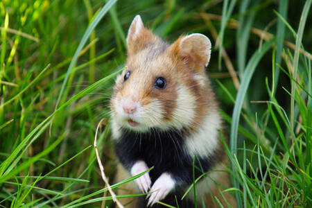 A hamster in the grass