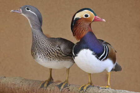 A pair of mandarin ducks
