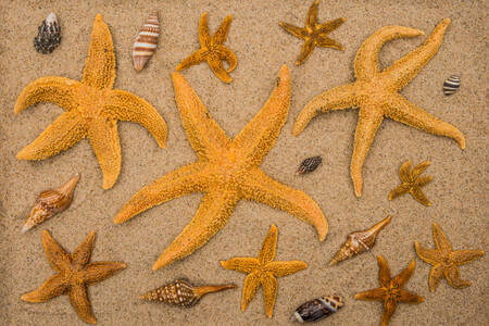 Мушлі та морські зорі на піску
