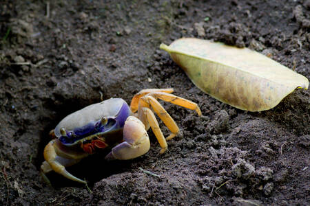 Kék szárazföldi rák