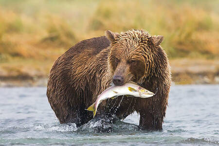 Hnedý medveď s lososom