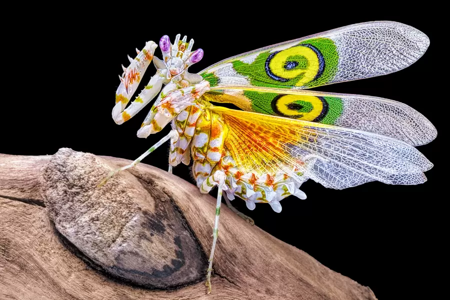 Östafrikanska mantis
