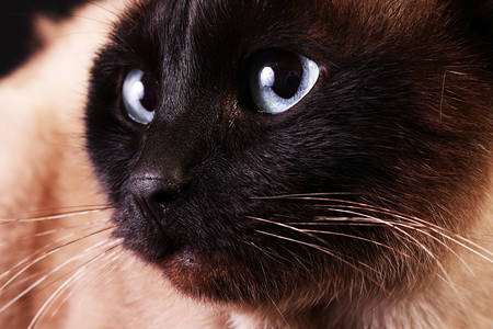 Retrato de gato siamês