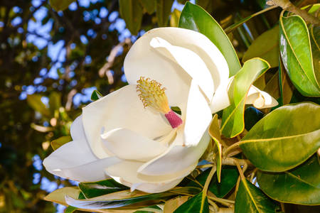 Cvijet magnolije