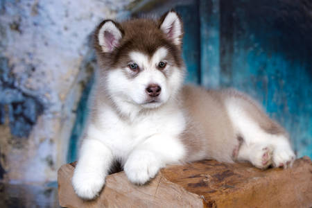 Alaskan Malamute puppy