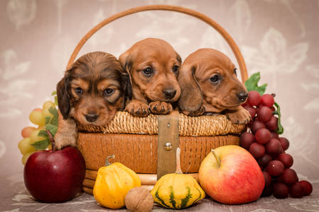 Кученца в кошницата