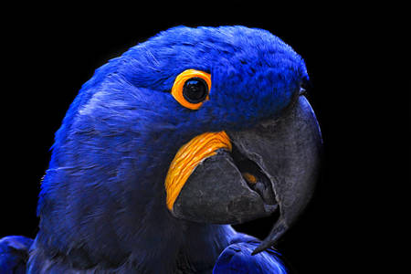 Portrait of the Hyacinth Macaw