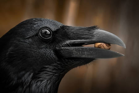 Crow portrait