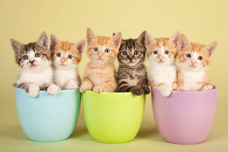 Gattini in vasi di fiori