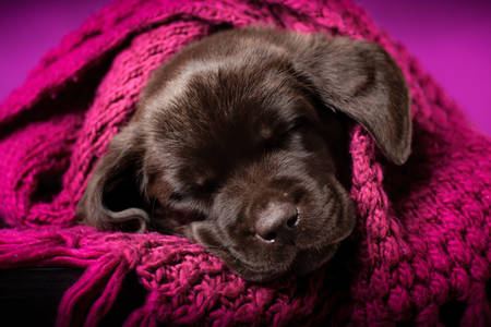 Schlafender Labradorwelpe