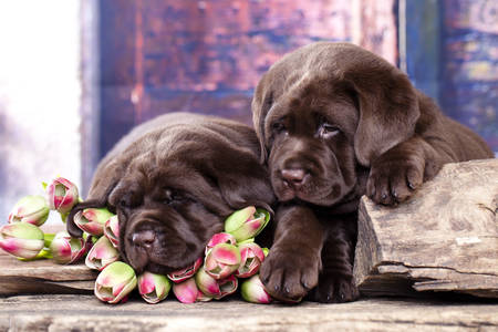 Шоколадови кученца лабрадор