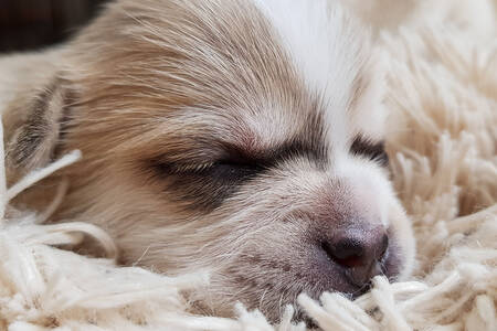 Kabarık bir battaniye üzerinde köpek yavrusu