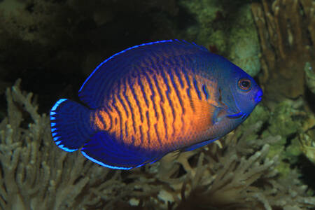 Two-spined angelfish