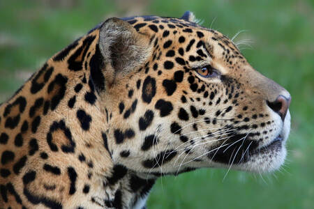 Jaguar-Porträt