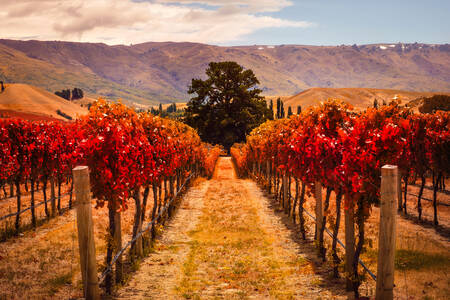 Wijngaarden in Otago