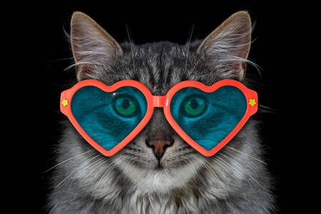 Katze mit Brille