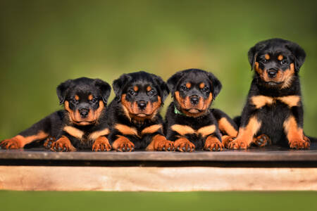Rottweiler puppies on the bench