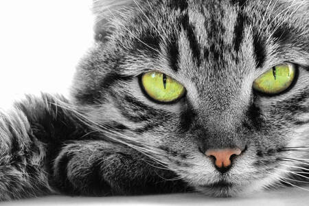 Котка със зелени очи