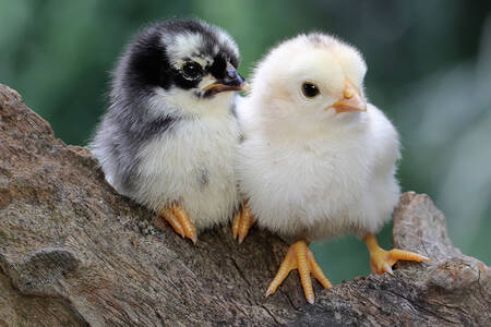 Két csirke