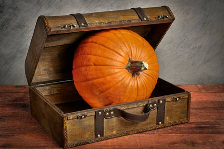 Pumpkin in a suitcase