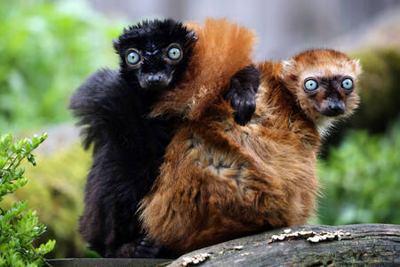 Iki lemur