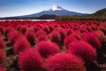 View of Fujiyama