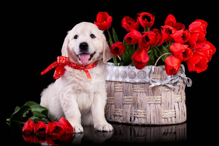 Psić u košari s tulipanima