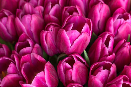 Ružičasti tulipani