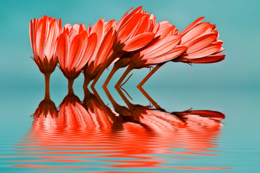 Flowers in the water