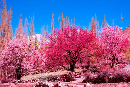 Rózsaszín fák