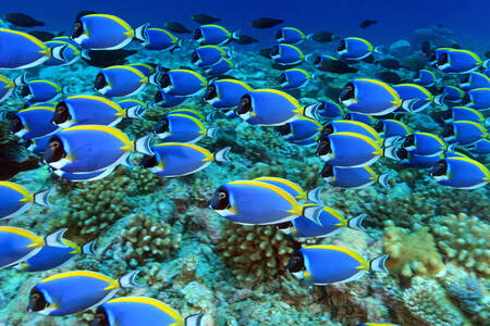 School of blue fish