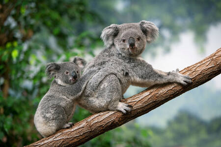 Koala s dieťaťom