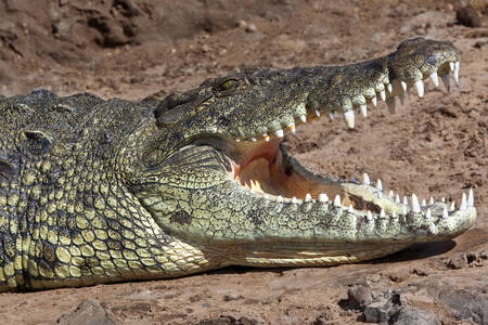 Нилски крокодил