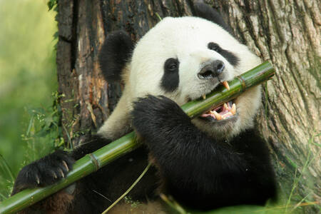 Panda z bambusem