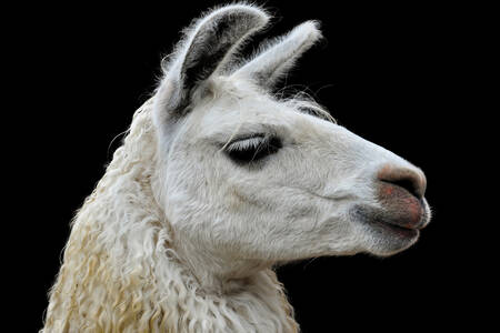 White llama on a black background