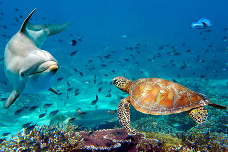 Delfino e tartaruga marina