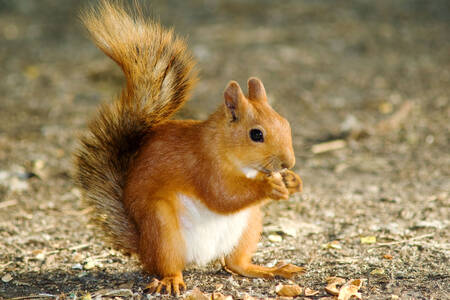 Red squirrel