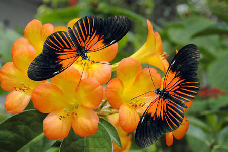 Butterflies in flowers