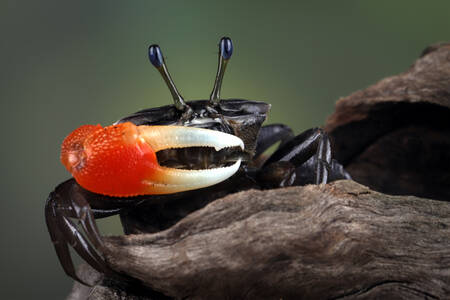 Little commando crab