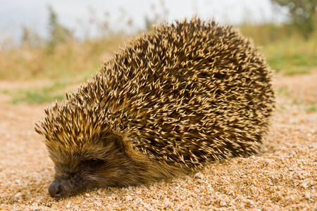 Kleiner Igel