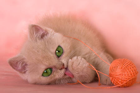 Cica egy gombolyag fonallal