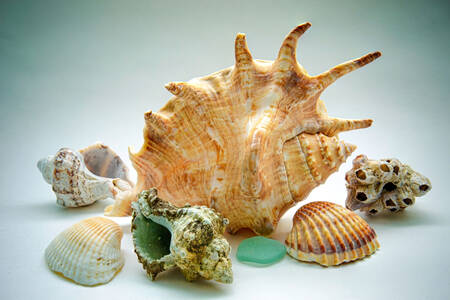 Açık arka planda deniz kabukları