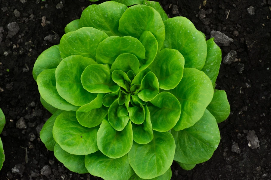 Salanova salat