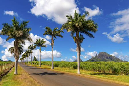 Avenue des Palmiers sur l'île Maurice