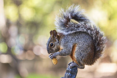 Sivá veverička na konári