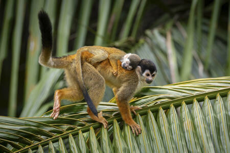Squirrel monkey with its young