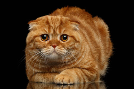 Mačka plemena Scottish Fold na čiernom pozadí